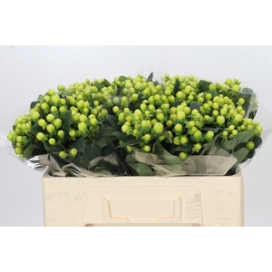 Hypericum Smiley Romance