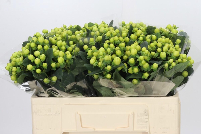 <h4>Hypericum Smiley Romance</h4>