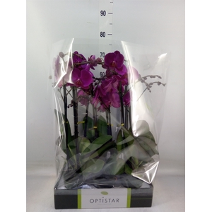 Phalaenopsis   ...lilac