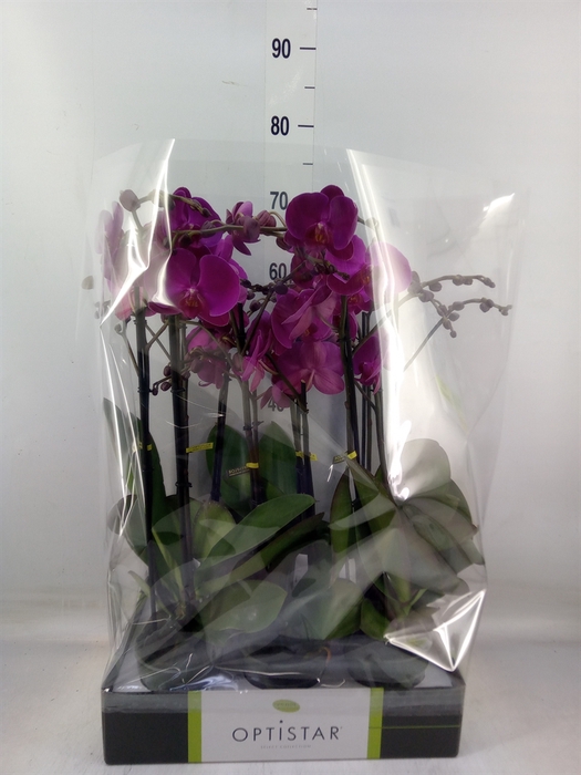 <h4>Phalaenopsis   ...lilac</h4>
