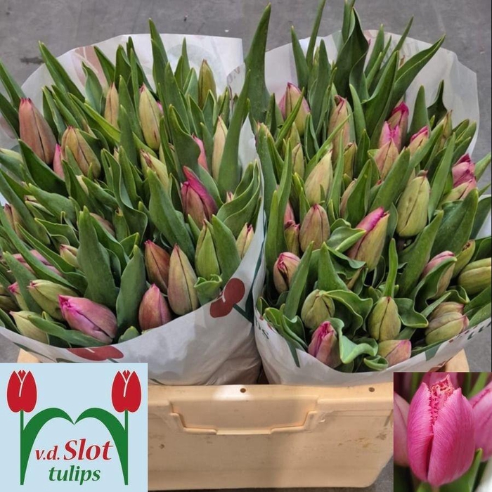 <h4>TU FR MAGENTO</h4>