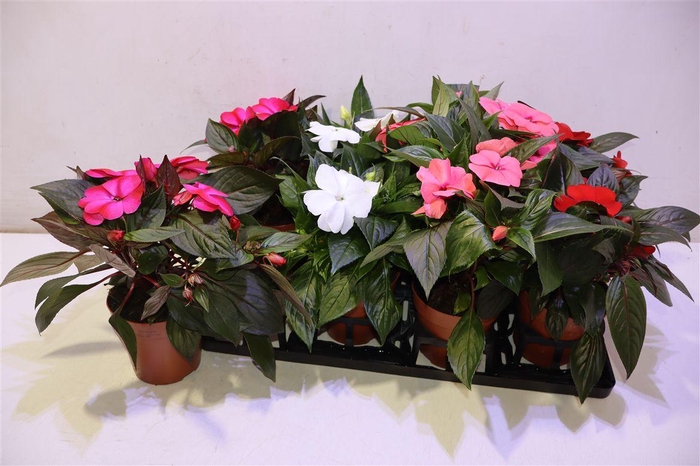 <h4>arr8 Impat Ng Gem</h4>