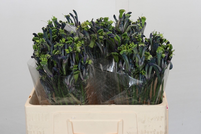 Anigozanthos Celebrations Masquerade