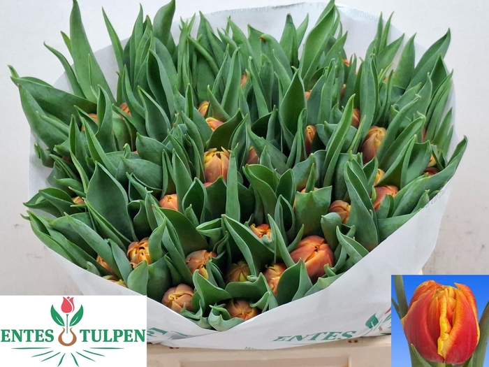 <h4>TU DU EDITION</h4>