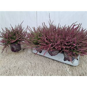 Callu Eckart Miessne
