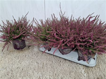 <h4>Callu Eckart Miessne</h4>