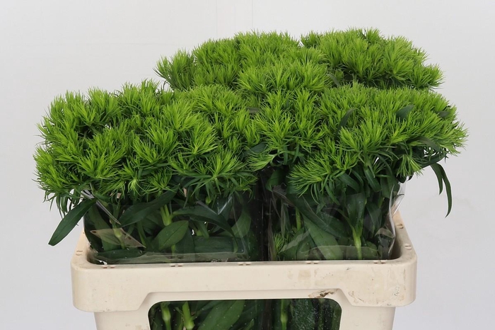 <h4>Dianthus Br Aldo Green</h4>