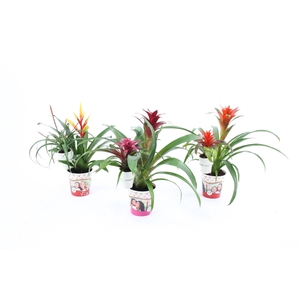 Bromelia mix moeder en kind cover + 6cm Keramiek