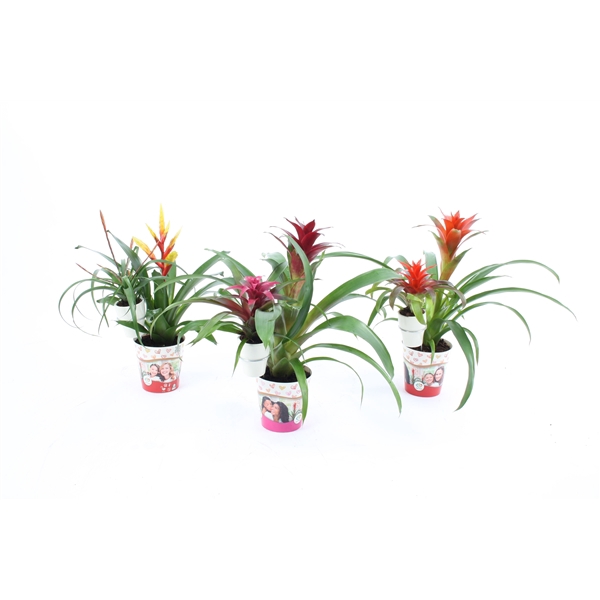 <h4>Bromelia mix moeder en kind cover + 6cm Keramiek</h4>