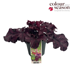 Heuchera biologisch Purple NL-BIO-01