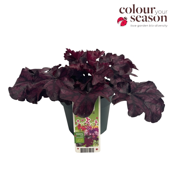 <h4>Heuchera biologisch Purple NL-BIO-01</h4>