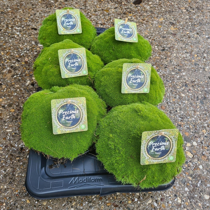 <h4>Vaste planten overig</h4>
