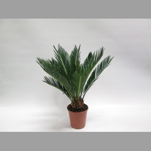 CYCAS REVOLUTA