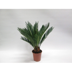 CYCAS REVOLUTA