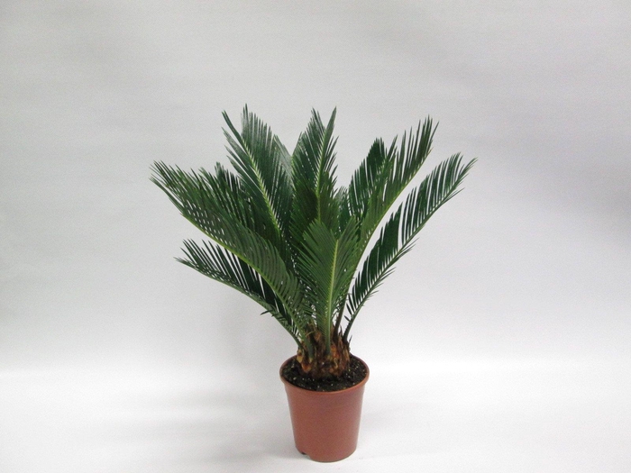 <h4>CYCAS REVOLUTA</h4>