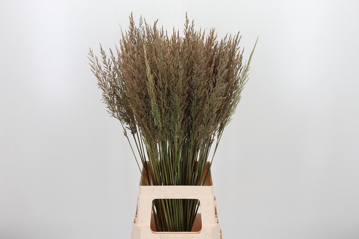 <h4>Calamagrostis</h4>