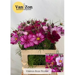 Cosmos Bipinnatus Roze Picotee