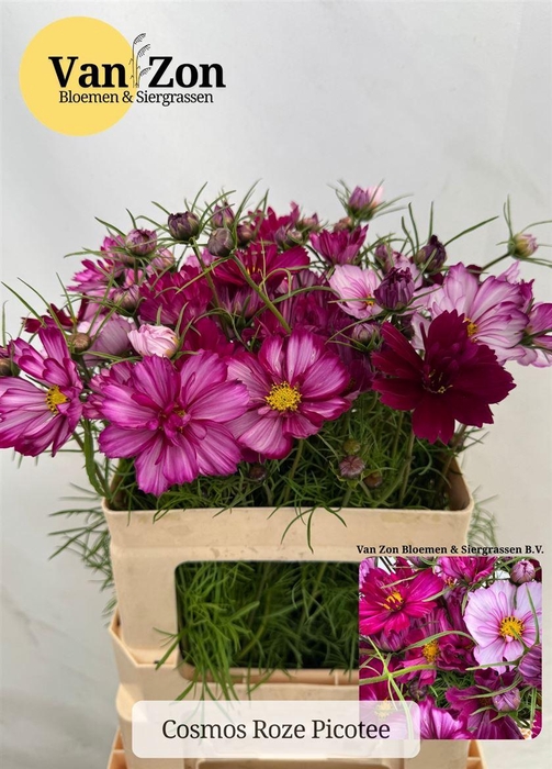<h4>Cosmos Bipinnatus Roze Picotee</h4>