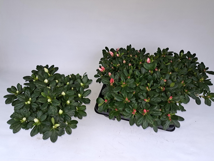 <h4>RHODO SI GEM</h4>