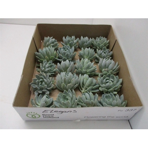 Echeveria Elegance Klein X20