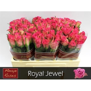 R GR ROYAL JEWEL