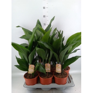 Aspidistra elat.