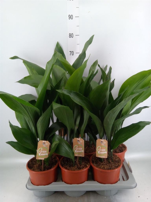 <h4>Aspidistra elat.</h4>