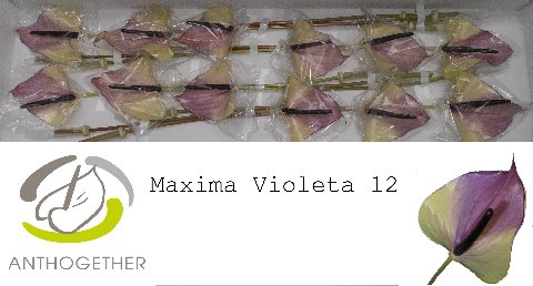 <h4>ANTH A MAX VIOLETA 12.</h4>