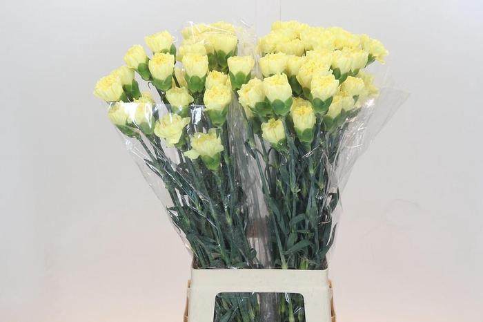 <h4>Dianthus St Ilias</h4>