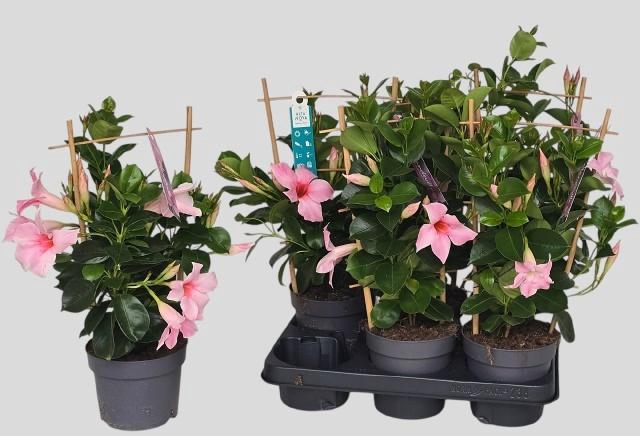 <h4>MANDE SUN CR PINK</h4>