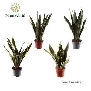 Sansevieria 3-4 soorten gemengd