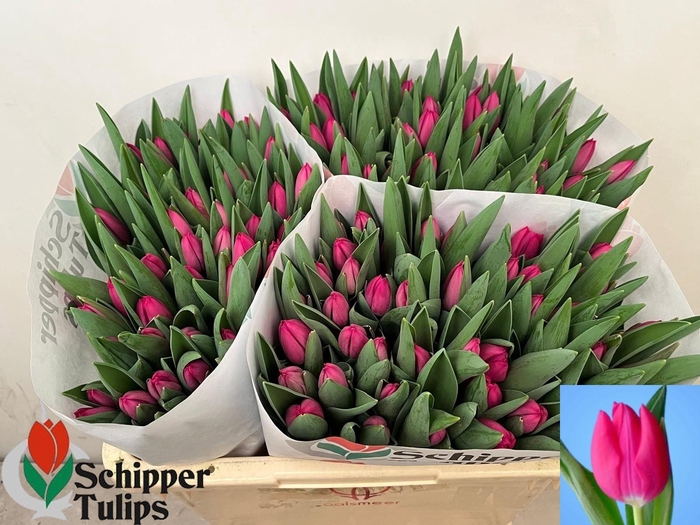 <h4>TU EN PINK ARDOUR</h4>