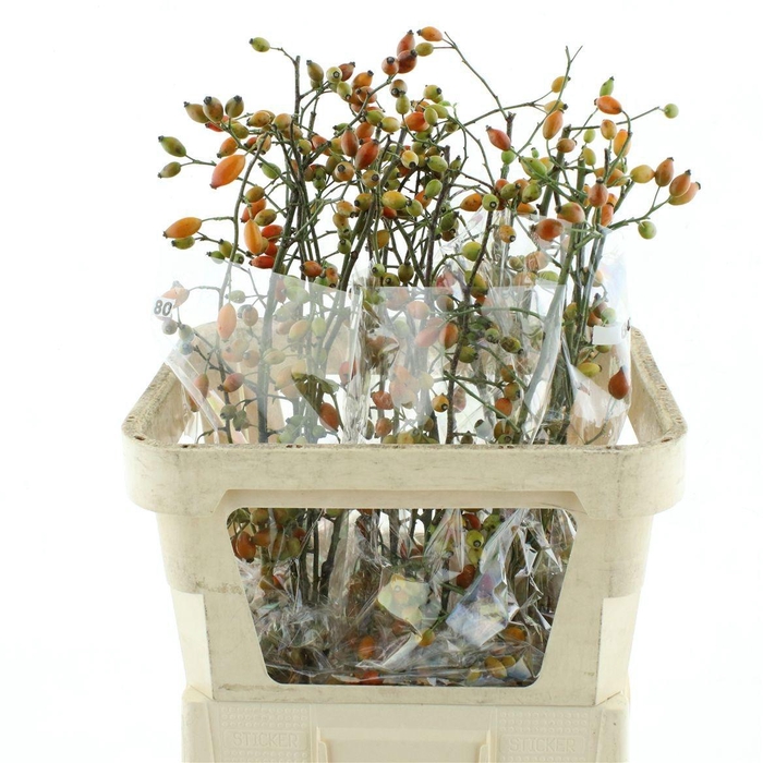 <h4>ROSA ZAFFIRO</h4>