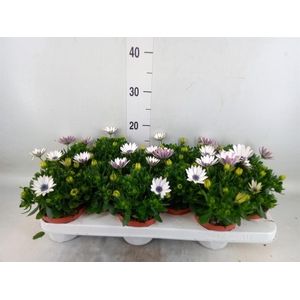 Osteospermum  'Passion White'