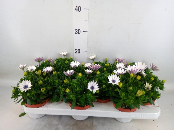 <h4>Osteospermum 'Passion White'</h4>