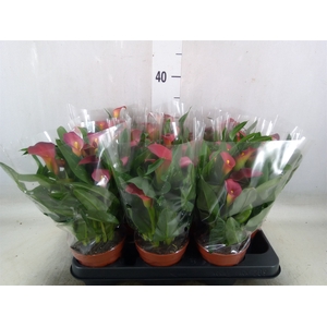 Zantedeschia  'Sweet Chilli'