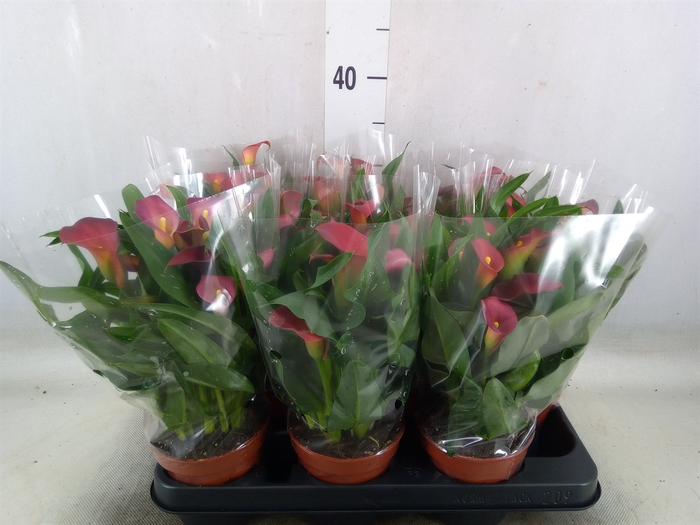 <h4>Zantedeschia  'Sweet Chilli'</h4>