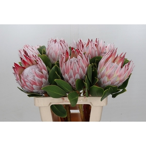 Protea Cynaroides