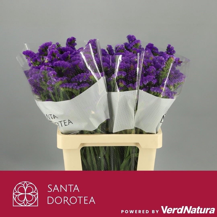 <h4>LIM S MAGNUM BLUE</h4>