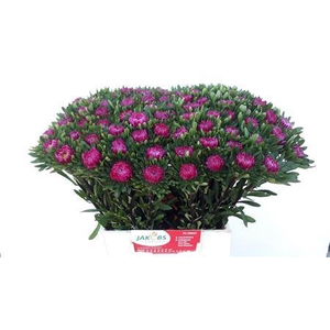 Callistephus Fuchsia / Cerise