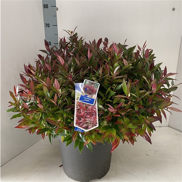 Leucothoe 'Zeblid'