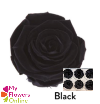 <h4>Roses Éternelles Noir x6</h4>