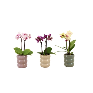 Liam Mix Tiny Dolls Mix 2T10+ Aqu@