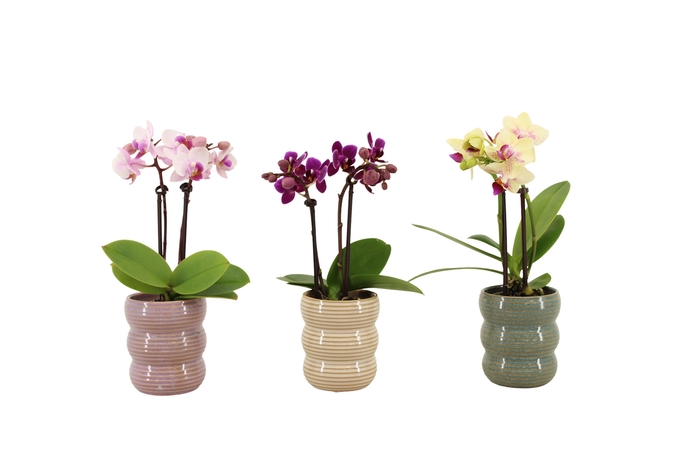 <h4>Liam Mix Tiny Dolls Mix 2T10+ Aqu@</h4>