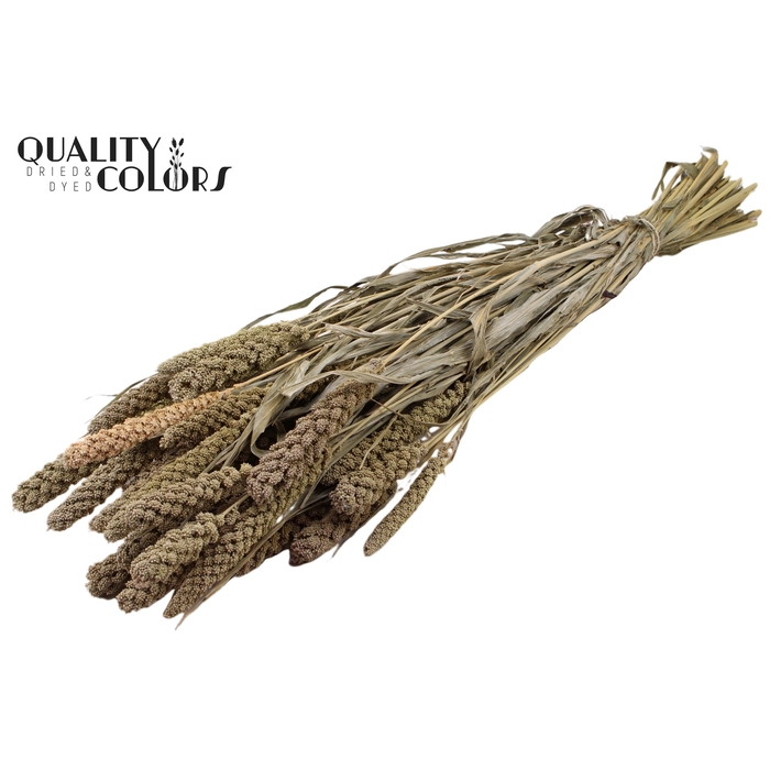 <h4>Gierst per bunch Frosted White</h4>