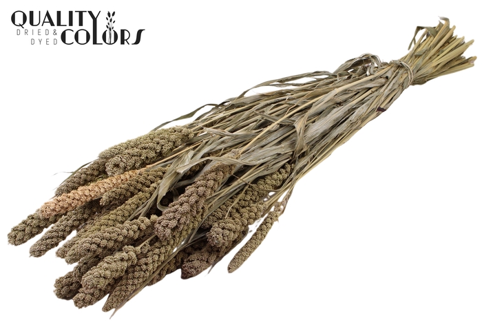 <h4>Gierst per bunch Frosted White</h4>