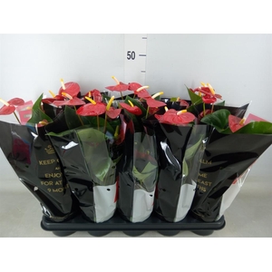 Anthurium andr. 'Royal Champion'