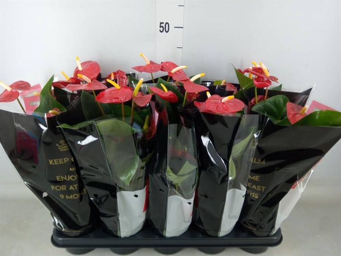<h4>Anthurium andr. 'Royal Champion'</h4>
