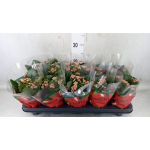 Kalanchoe blos. 'RosDon Geraldo'