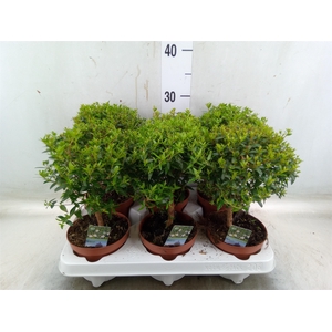 Myrtus communis